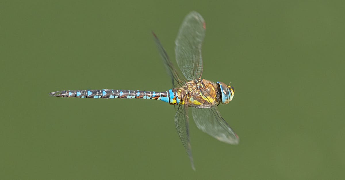Archangel armor flight mode &ndash; is this a bug or am I completely missing something? - Macro vivid dragonfly with fragile wings and vividly colored body flying on blurred green background