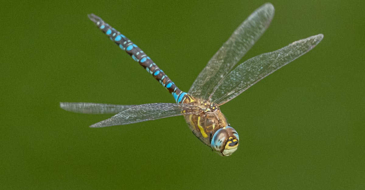 Archangel armor flight mode – is this a bug or am I completely missing something? - Closeup of brightly colored dragonfly with transparent wings in flight on blurred green background Archangel armor flight mode – is this a bug or am I completely missing something? - Closeup of brightly colored dragonfly with transparent wings in flight on blurred green background