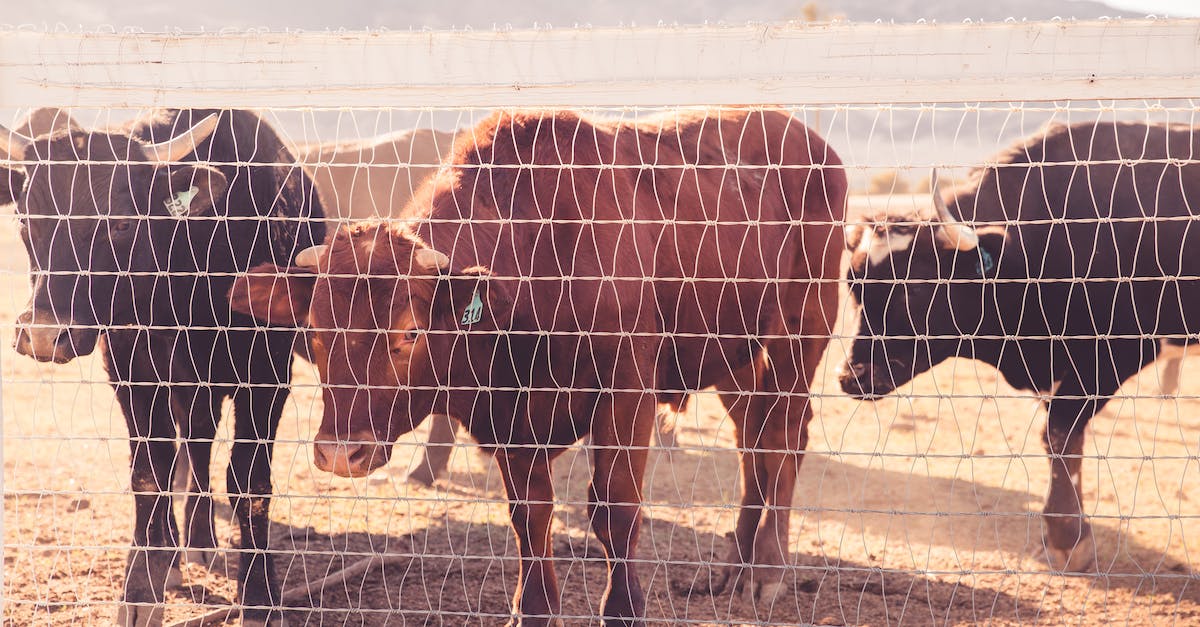 Are animals programmed to escape their pens? - Cattle Behind Wire Fence during Daytime