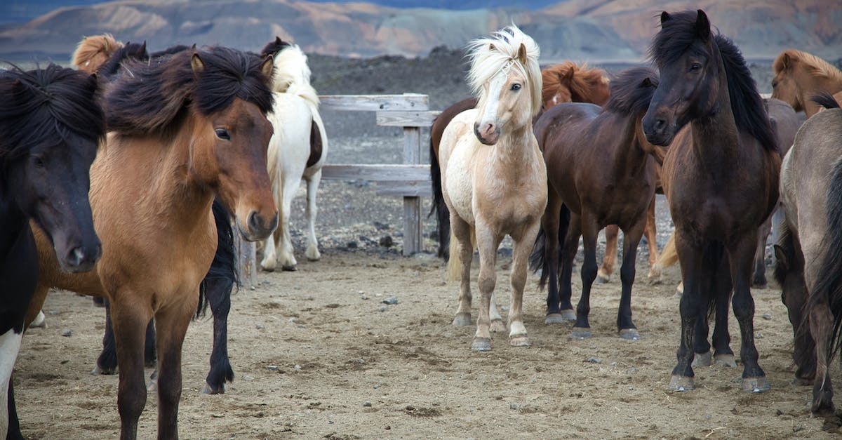 Are animals programmed to escape their pens? - Horses Standing in a Horse Pen