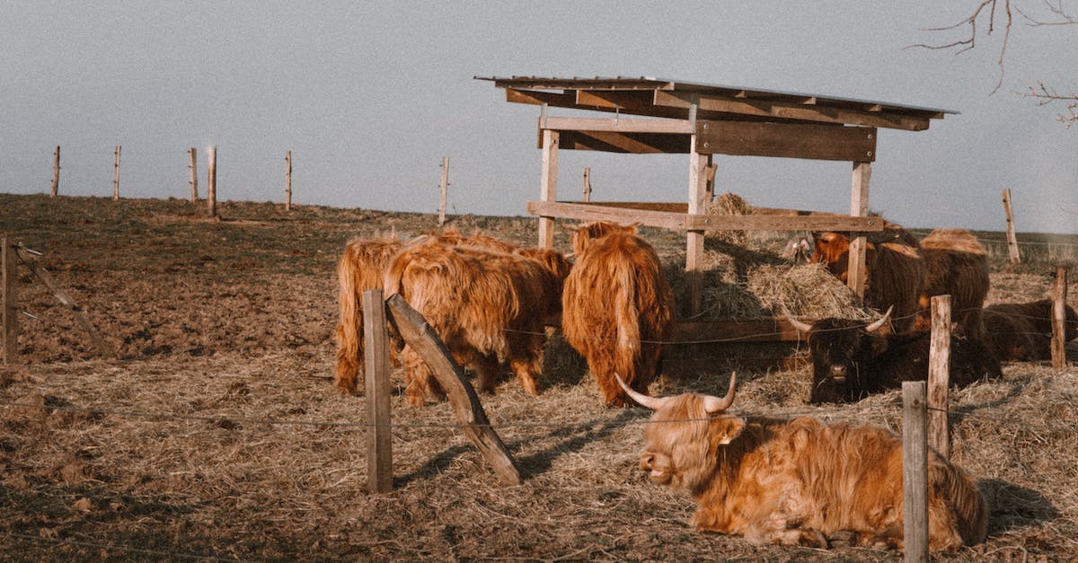 Are animals programmed to escape their pens? - Cows and Bulls on Farm