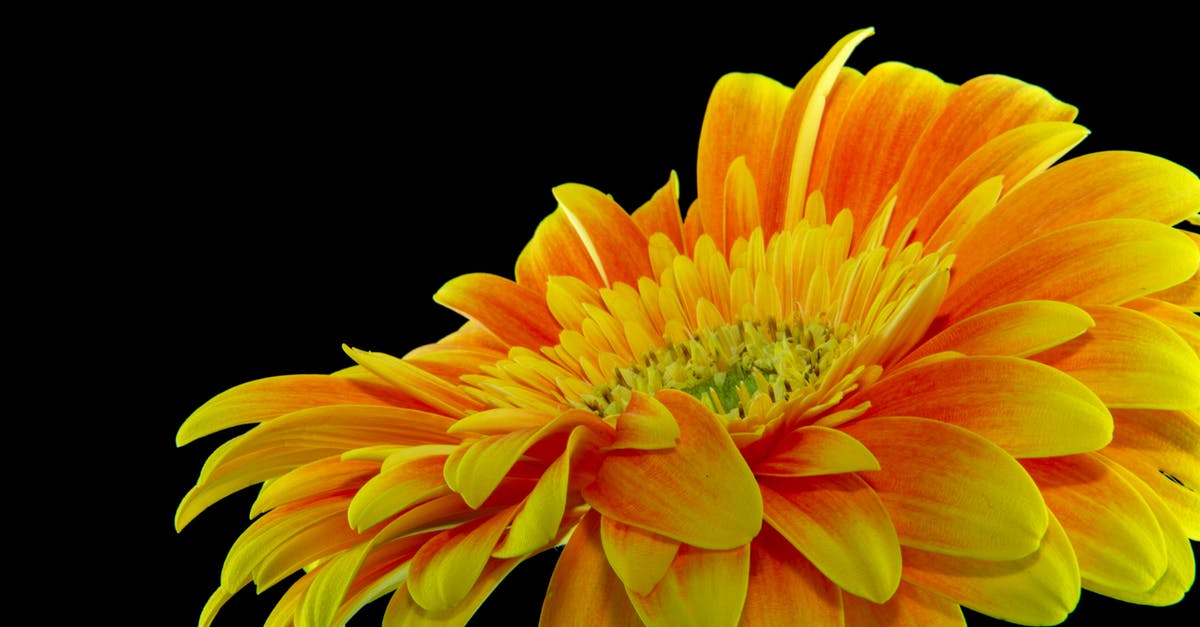 Are bobble heads single use in Fallout 76? - Close-up Photography Yellow Gerbera Daisy Flower
