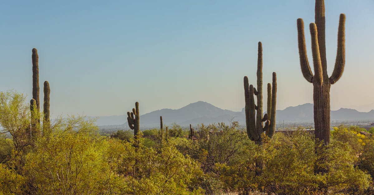 Are cacti more likely to regrow than to appear? - A Silhouette of a Mountain Range at a Desert Are cacti more likely to regrow than to appear? - A Silhouette of a Mountain Range at a Desert