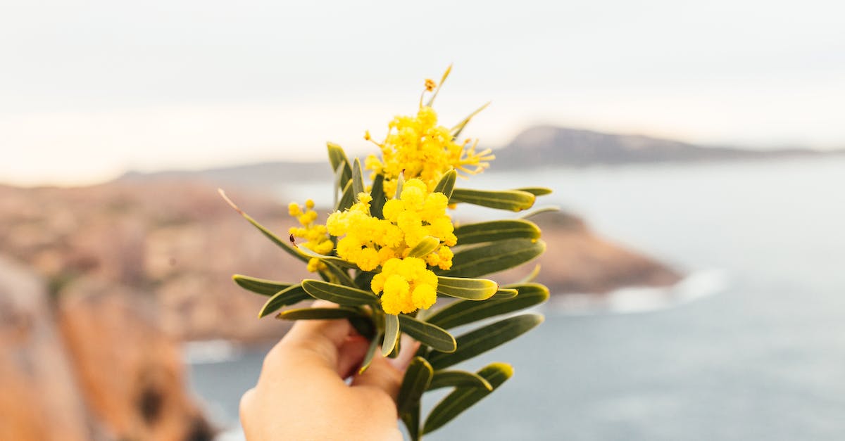 Are flowers important? - Person Holding Yellow Flower Are flowers important? - Person Holding Yellow Flower