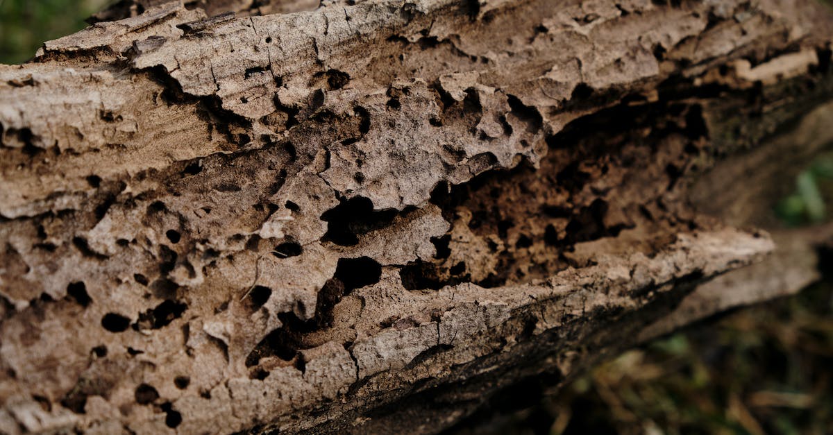 Are holes permanent? - Brown Tree Trunk in Close Up Photography