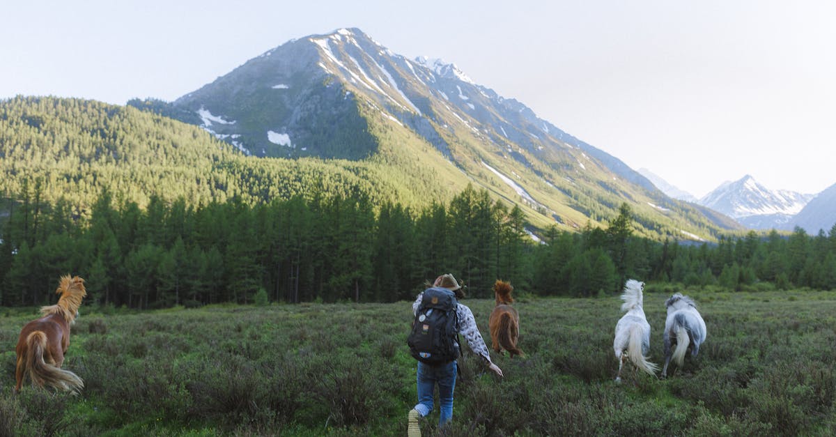Are horses slower with armor? - Man in Black Jacket Carrying Black Backpack Walking on Green Grass Field