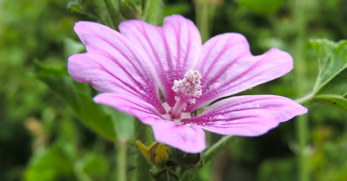 Are Mallow and Geno unique to Super Mario RPG? - Pink Flower in Tilt Shift Lens