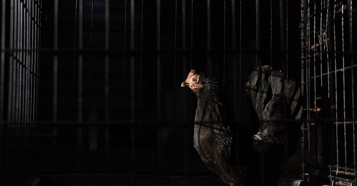 Are minions able to capture points? - Side view of black hen with red comb and wattles with spiky beak standing in coop with metal fence in darkness Are minions able to capture points? - Side view of black hen with red comb and wattles with spiky beak standing in coop with metal fence in darkness