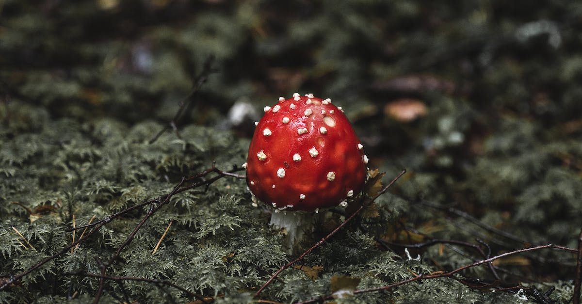 Are mushrooms dangerous in Dwarf Fortress? - Poisonous Red and White Mushroom on Green Grass