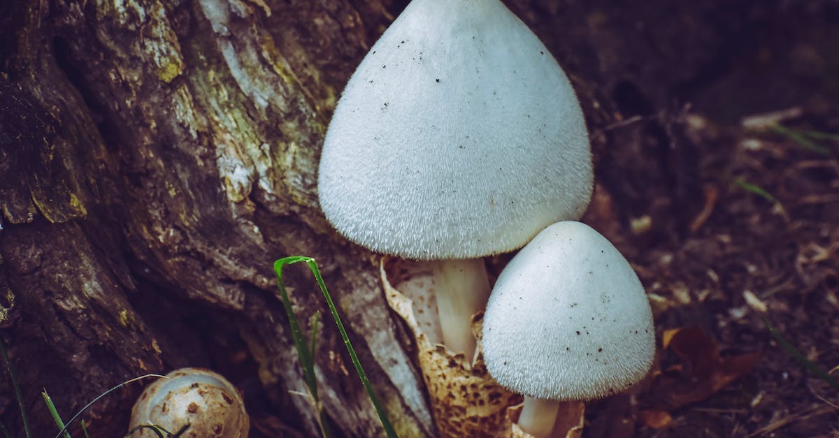 Are mushrooms dangerous in Dwarf Fortress? - Mushrooms growing near roots of old tree