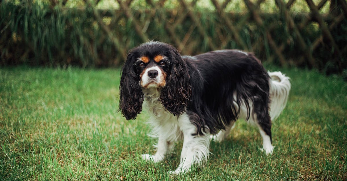 Are the earlier expansions required for The Taken King? - Black and White Long Coated Small Dog Running on Green Grass Field