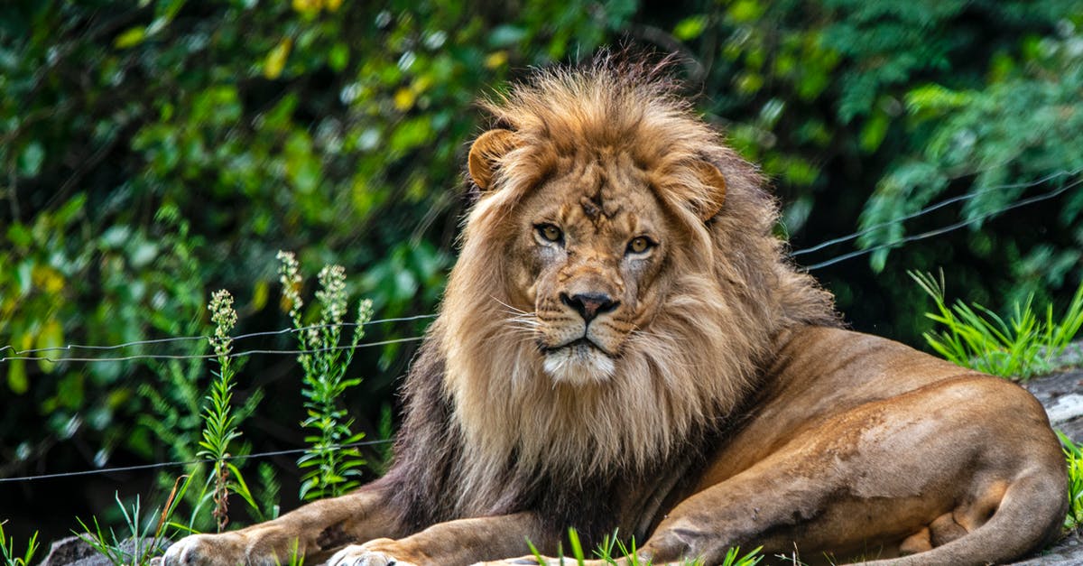 Are the earlier expansions required for The Taken King? - Lion Lying on Ground