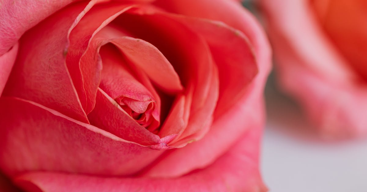Are there any downsides to marriage? - Macro view of pink roses leaning on white table texture for postcards and decorated for wedding celebration in modern apartment during daytime