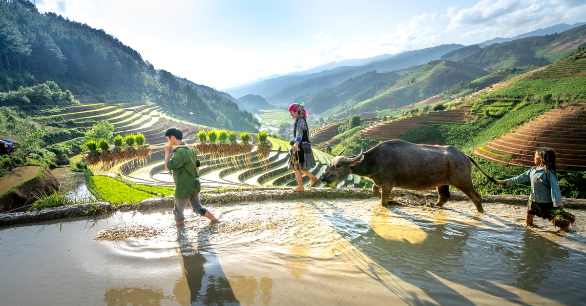 Are there any "all or none" levels in Zoombinis? - Boy and Girls Walking with a Cow in Rice Terraces