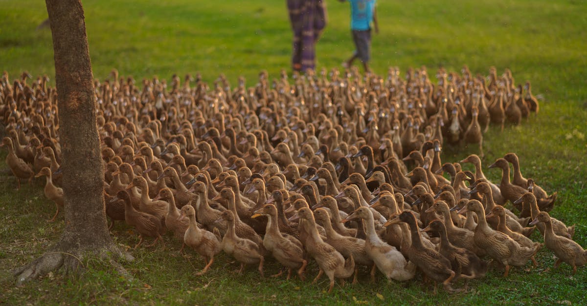 Are there any strategies for farming Treasure Rooms? - Ducks on Green Grass Field Are there any strategies for farming Treasure Rooms? - Ducks on Green Grass Field