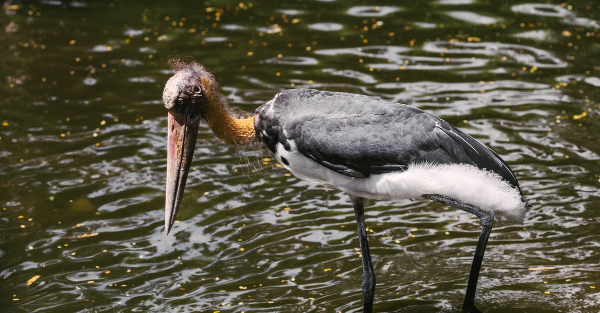 Are there extra flanking rules in Long War 2? - Black and White Bird on Water