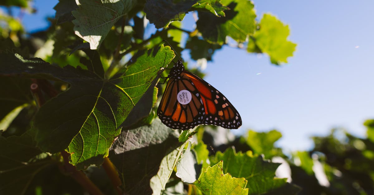 Are there increasing returns for multi-consuming leaves in the skill tree - Orange and Black Moth Butterfly on Green Leaf Plant Are there increasing returns for multi-consuming leaves in the skill tree - Orange and Black Moth Butterfly on Green Leaf Plant