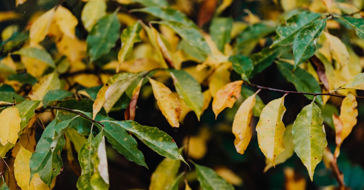 Are there increasing returns for multi-consuming leaves in the skill tree - Close-up of Tree Leaves in Autumn Are there increasing returns for multi-consuming leaves in the skill tree - Close-up of Tree Leaves in Autumn