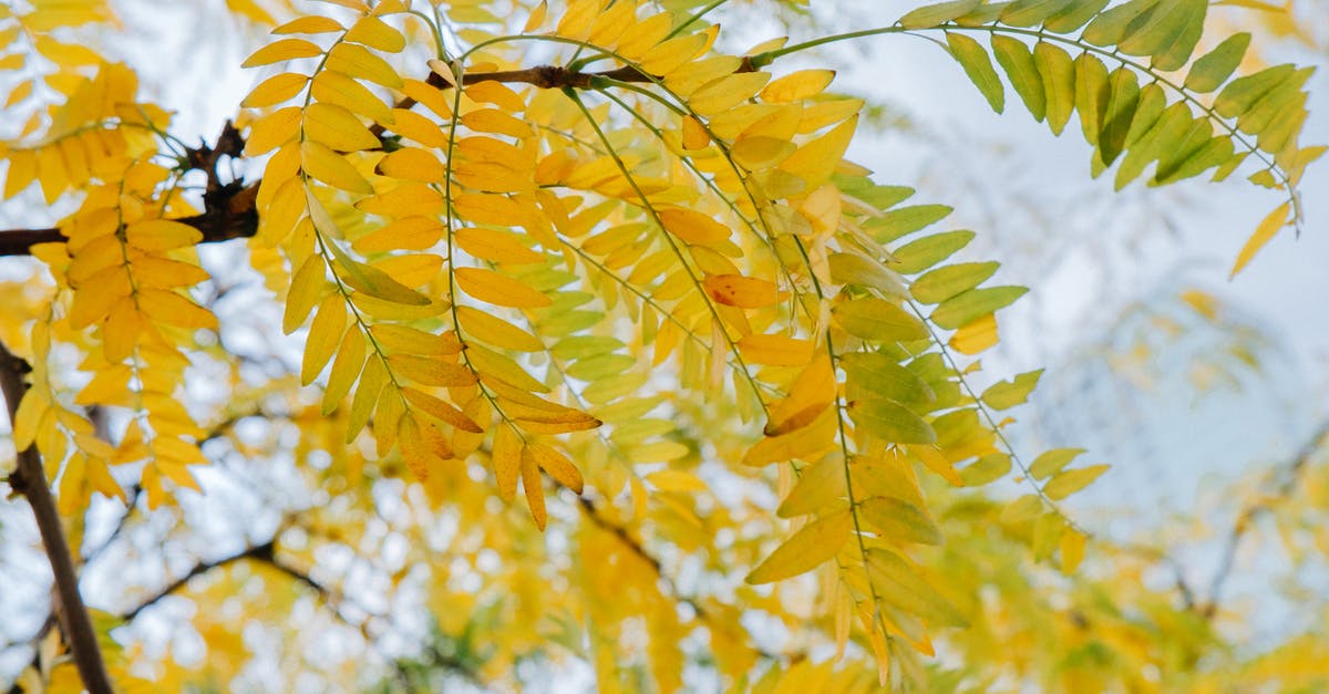 Are there increasing returns for multi-consuming leaves in the skill tree - Green Leaves in Tilt Shift Lens Are there increasing returns for multi-consuming leaves in the skill tree - Green Leaves in Tilt Shift Lens