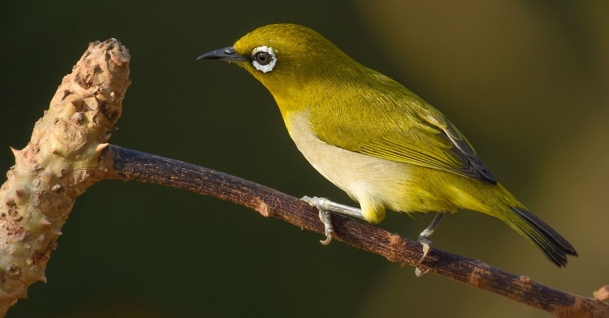 Are there Legendary Pokémon available now, in the wild? - Yellow and Black Bird on Brown Tree Branch Are there Legendary Pokémon available now, in the wild? - Yellow and Black Bird on Brown Tree Branch