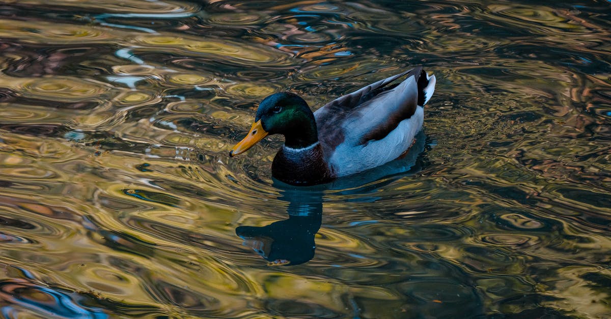 Are there Legendary Pokémon available now, in the wild? - Mallard Duck on Water Are there Legendary Pokémon available now, in the wild? - Mallard Duck on Water