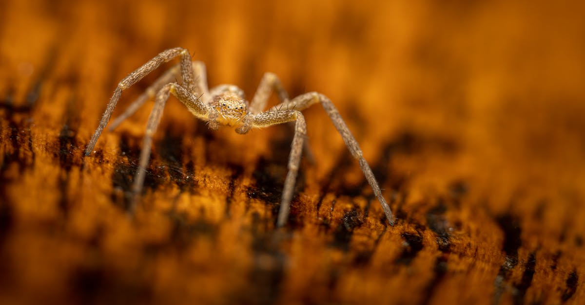 Are there only 81 levels in Tiny death Star? - Spooky tiny spider on textured ground