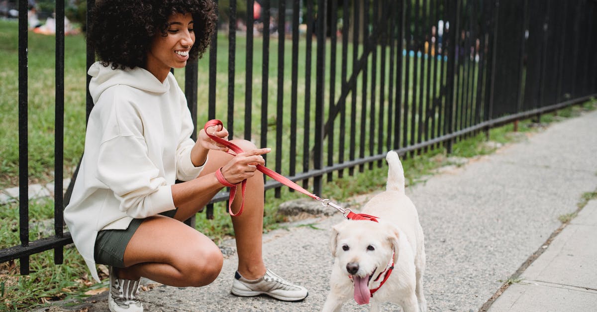 Are there points of no return or lockout for side content in Red Dead Redemption 2? - Full body side view of cheerful African American female owner squatting near metal fence with playful dog on red leash in street