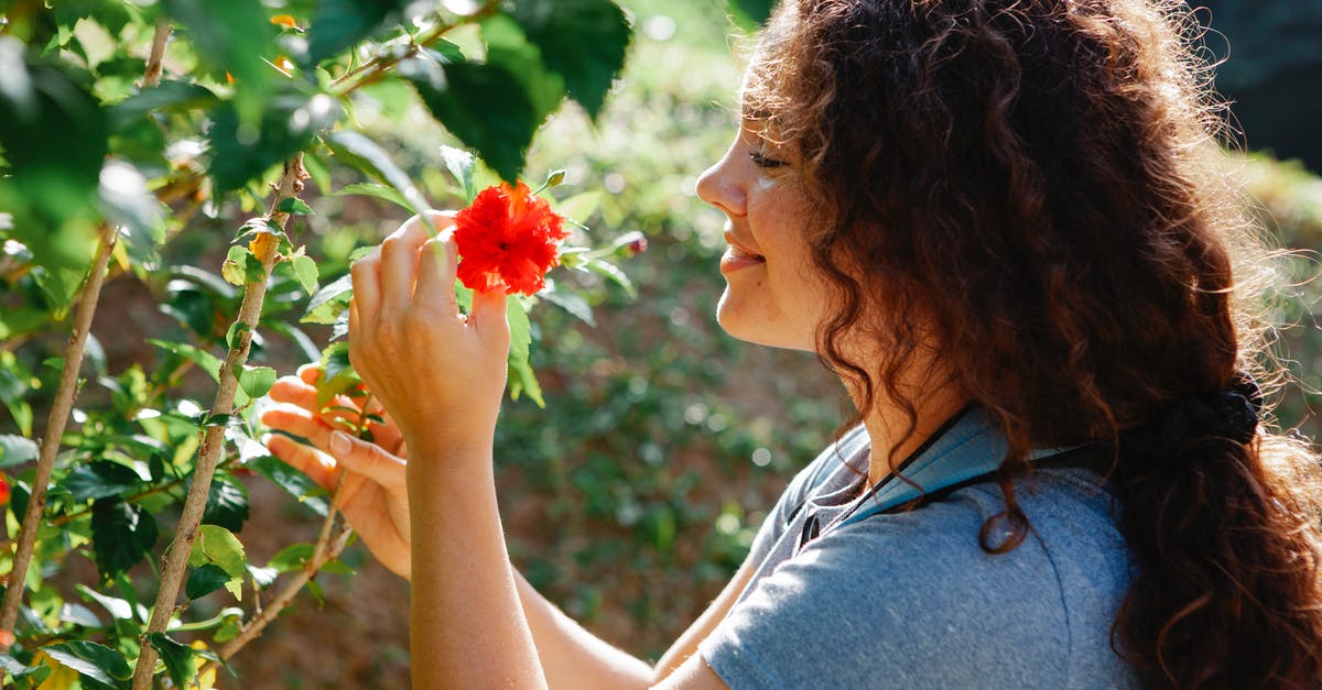 Are there points of no return or lockout for side content in Red Dead Redemption 2? - Smiling woman touching bright blooming Hibiscus on shrub