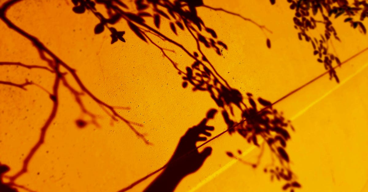 Are there specific ways of reaching certain dungeons? - Shadow of a Person Reaching for a Tree Branch Cast on a Building 