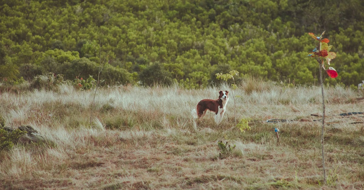 Are there still field moves? - Calm Border Collie dog with brown and white fur looking attentively while standing on lawn