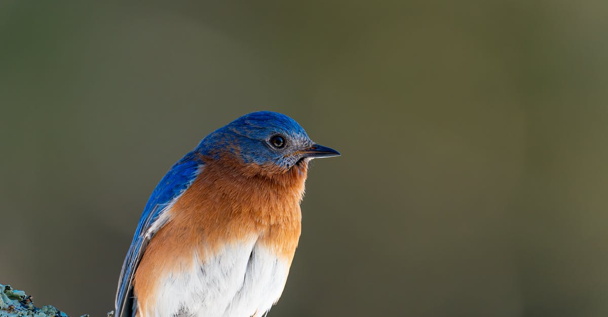 Are toad's spots red or white? - Colorful mountain bluebird on branch