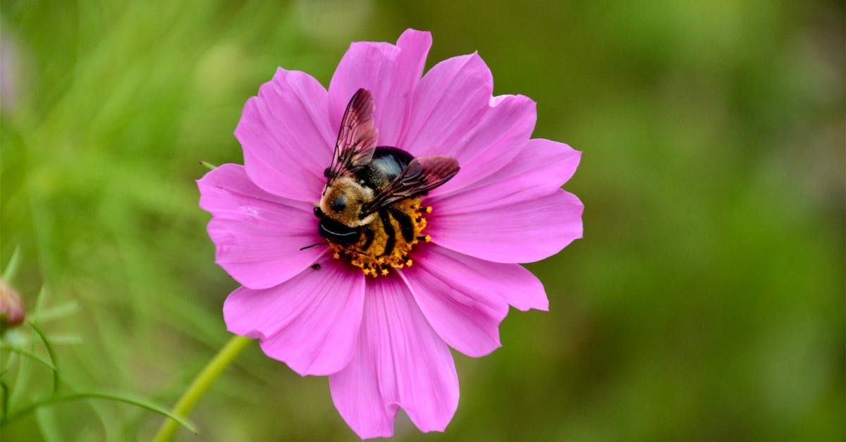 Armorer Bug in HD Remake - Shallow Focus Photography of Bee on Pink Flower Armorer Bug in HD Remake - Shallow Focus Photography of Bee on Pink Flower