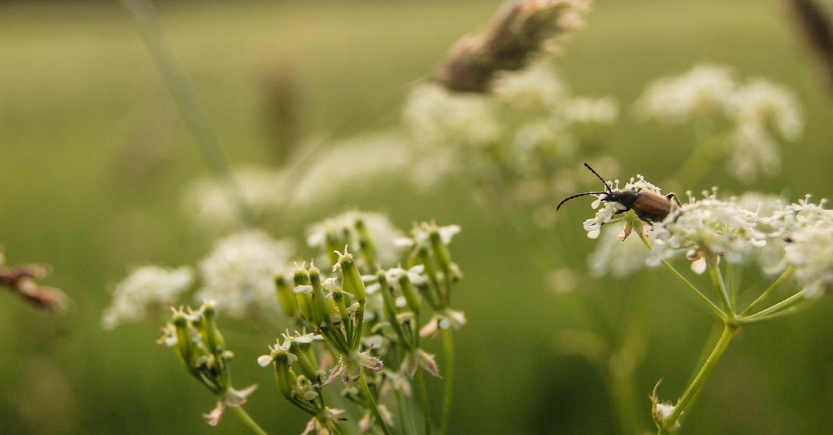 Armorer Bug in HD Remake - Close-Up Photo of Beetle On Flower Armorer Bug in HD Remake - Close-Up Photo of Beetle On Flower