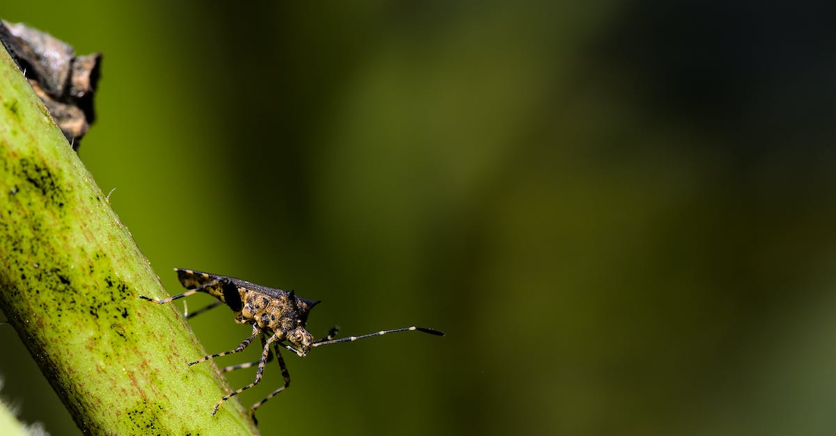 Armorer Bug in HD Remake - Black and Brown Insect on Green Leaf in Close Up Photography Armorer Bug in HD Remake - Black and Brown Insect on Green Leaf in Close Up Photography