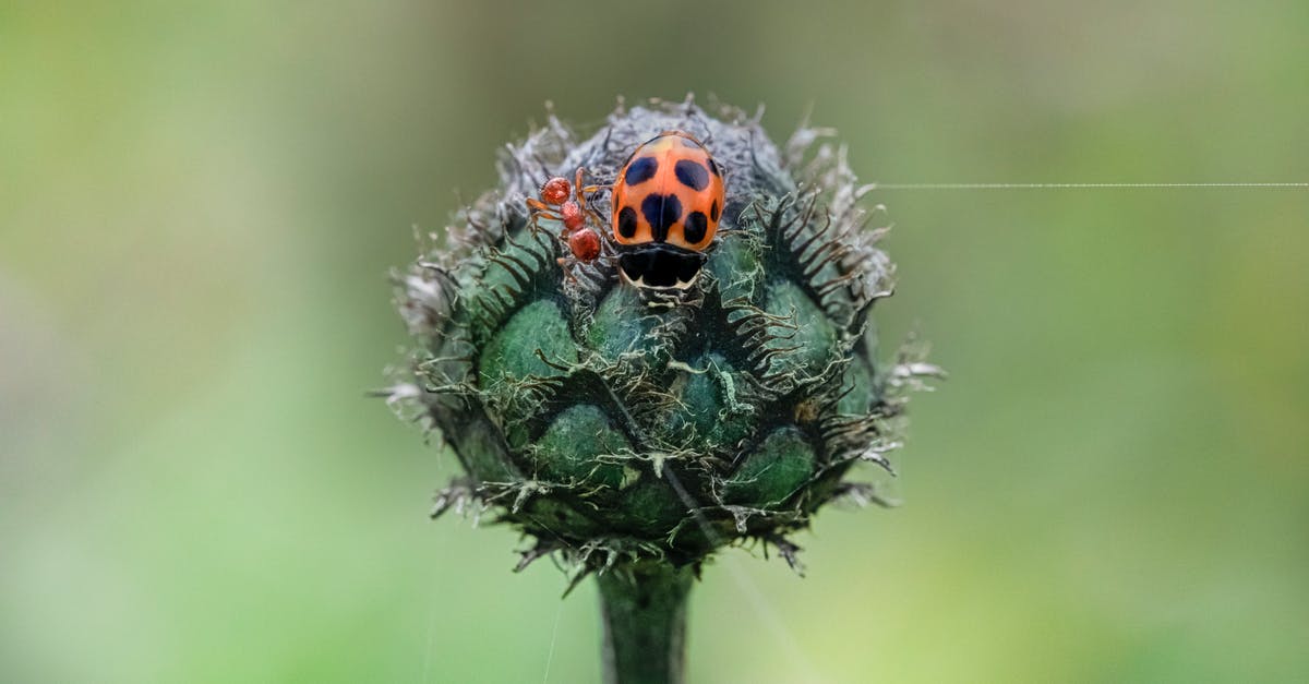 Assassin Creed 3 Bug Cursor appear when use Shift+F2 - Red and Black Ladybug on Green Plant