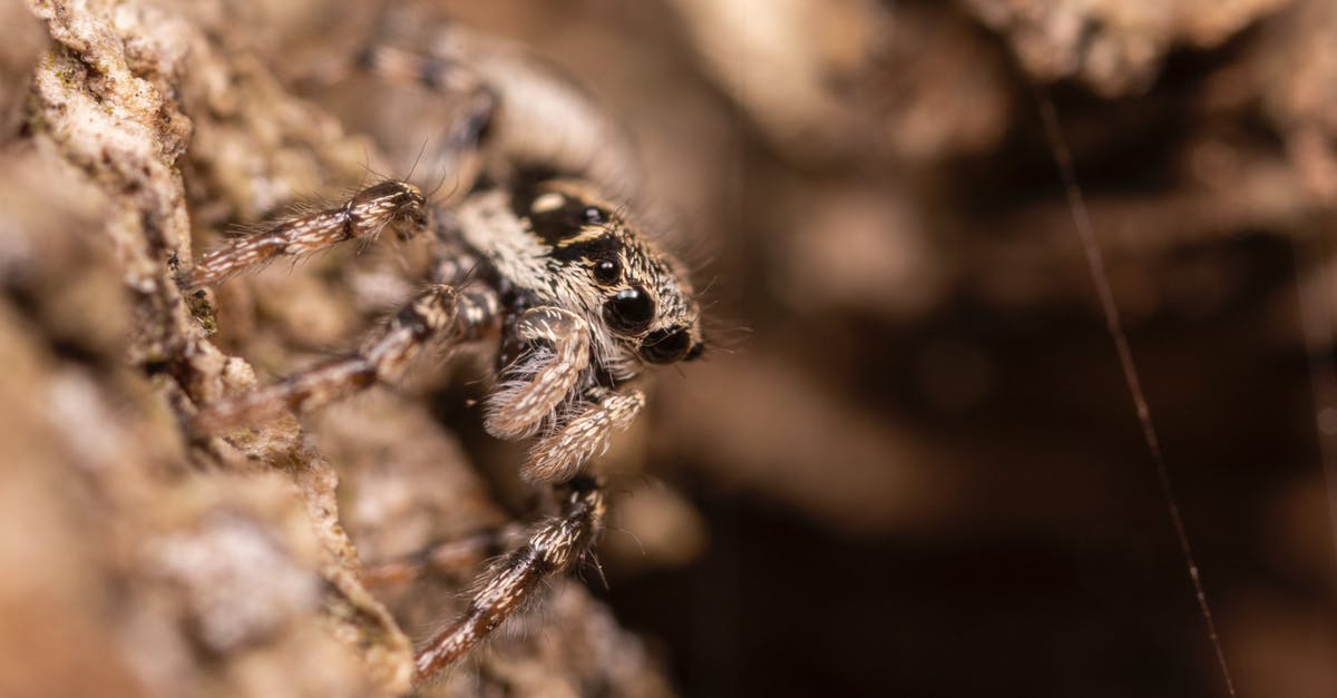 At what depth are spider cave biomes located in Terraria? - Big spider crawling on rough ground At what depth are spider cave biomes located in Terraria? - Big spider crawling on rough ground