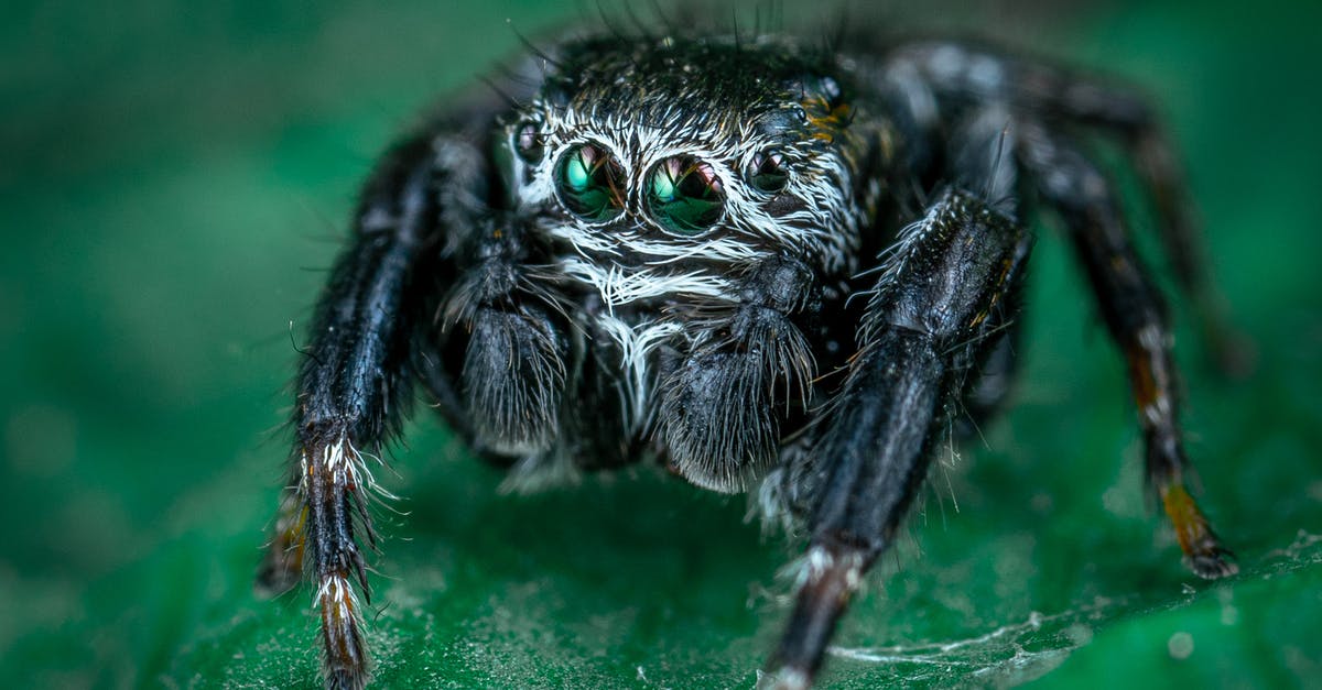 At what depth are spider cave biomes located in Terraria? - Macro Photo of Black Spider At what depth are spider cave biomes located in Terraria? - Macro Photo of Black Spider