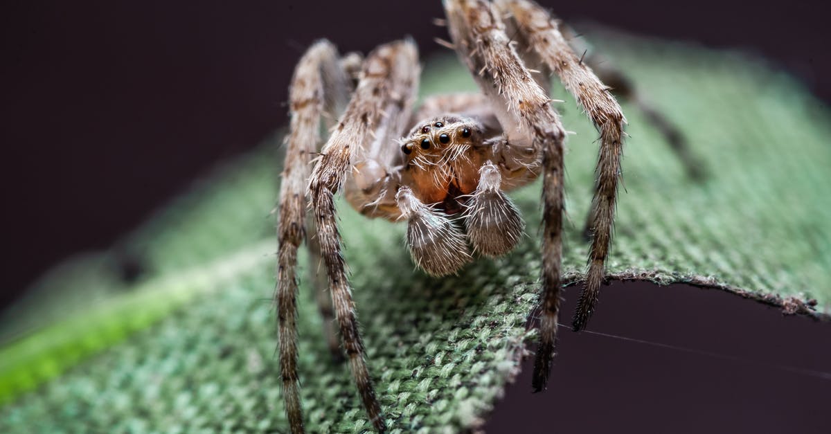 At what depth are spider cave biomes located in Terraria? - Close-Up Photo of Spider At what depth are spider cave biomes located in Terraria? - Close-Up Photo of Spider
