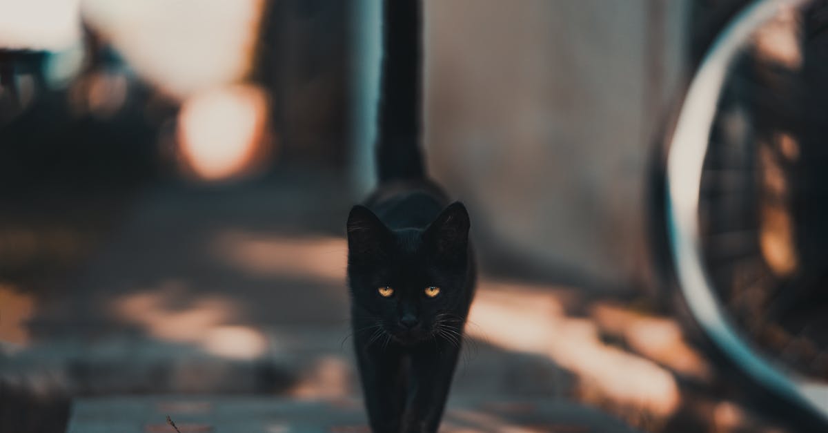 At what rate is luck replenished? - Black Cat Walking on Road