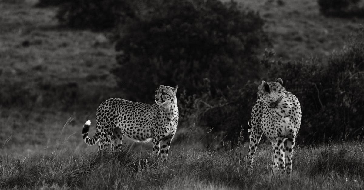At what speed am I walking? [duplicate] - Black and white of spotted wild leopards gracefully walking on grassy terrain in savanna in summer day in nature outside