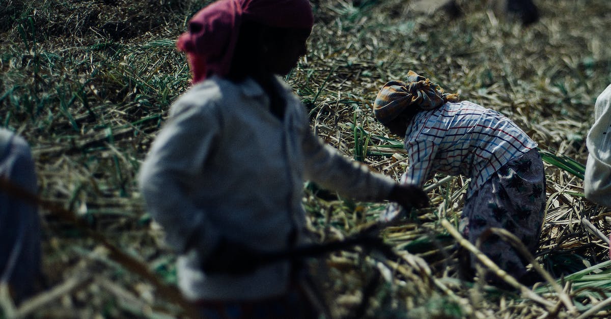 Automatic Sugar cane farm timing - Faceless hard working ethnic people in dirty wear and protective headscarves using scythes while collecting sugar cane plants on plantation on hot sunny day
