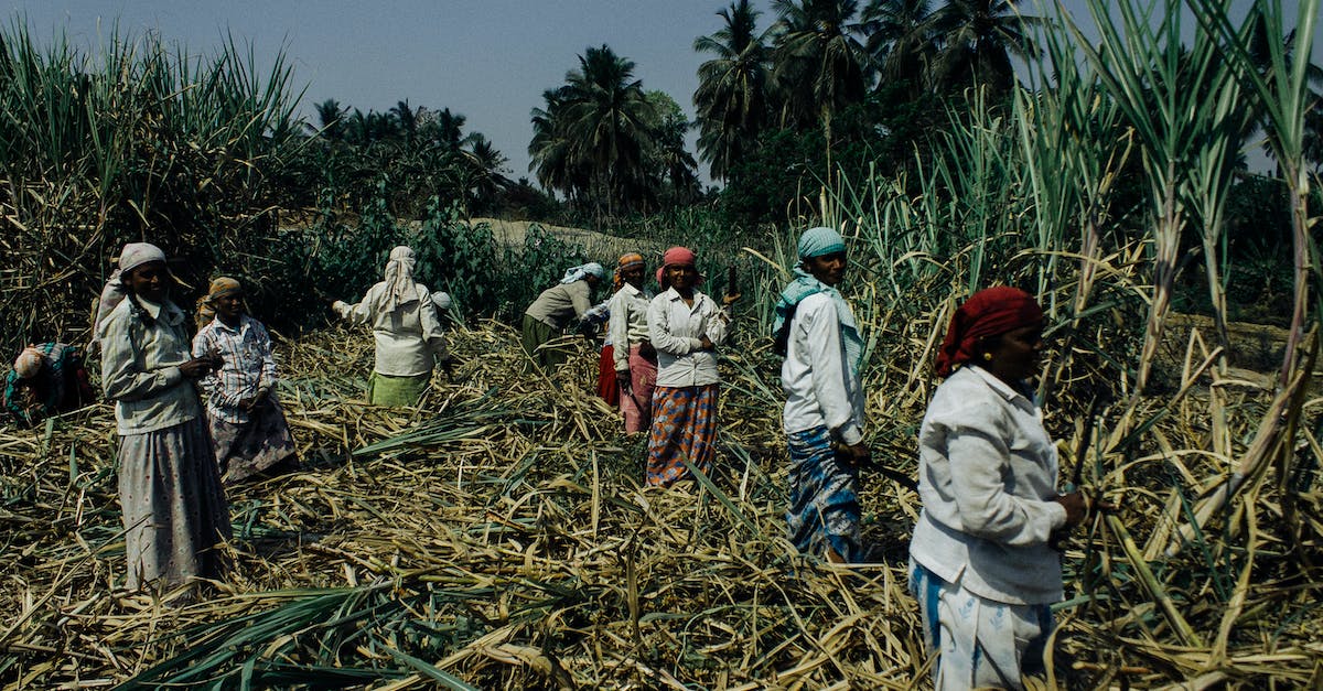Automatic Sugar cane farm timing - Group of black women working on sugar cane plantation