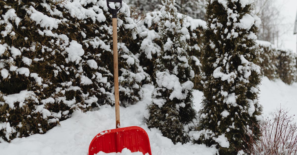 Auto-run is stuck - Free stock photo of christmas, cold, evergreen Auto-run is stuck - Free stock photo of christmas, cold, evergreen