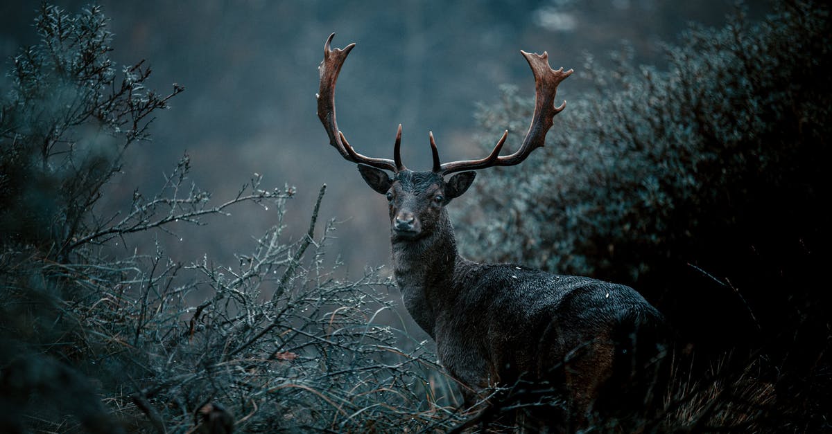Background musik in Witcher 3 cinematic launch trailer - A Deer in the Forest