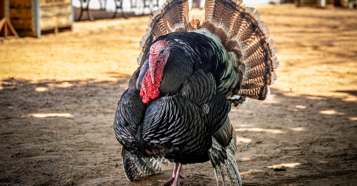 Banished Chicken problem - Close-up Photo of a Turkey Banished Chicken problem - Close-up Photo of a Turkey