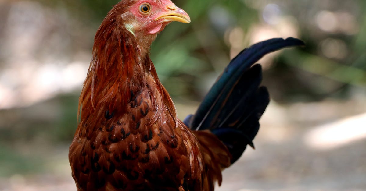 Banished Chicken problem - Brown and Black Rooster in Tilt Shift Lens Banished Chicken problem - Brown and Black Rooster in Tilt Shift Lens