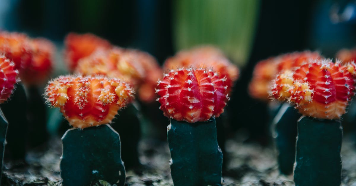 Barb Whirlwind not procing 'On Melee' Effects - Cactuses with red heads in garden Barb Whirlwind not procing 'On Melee' Effects - Cactuses with red heads in garden