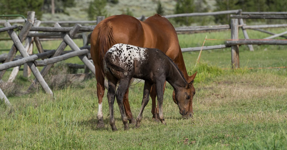 Battlefield 1942 not running - Brown and Black Horse Eating Grass Battlefield 1942 not running - Brown and Black Horse Eating Grass