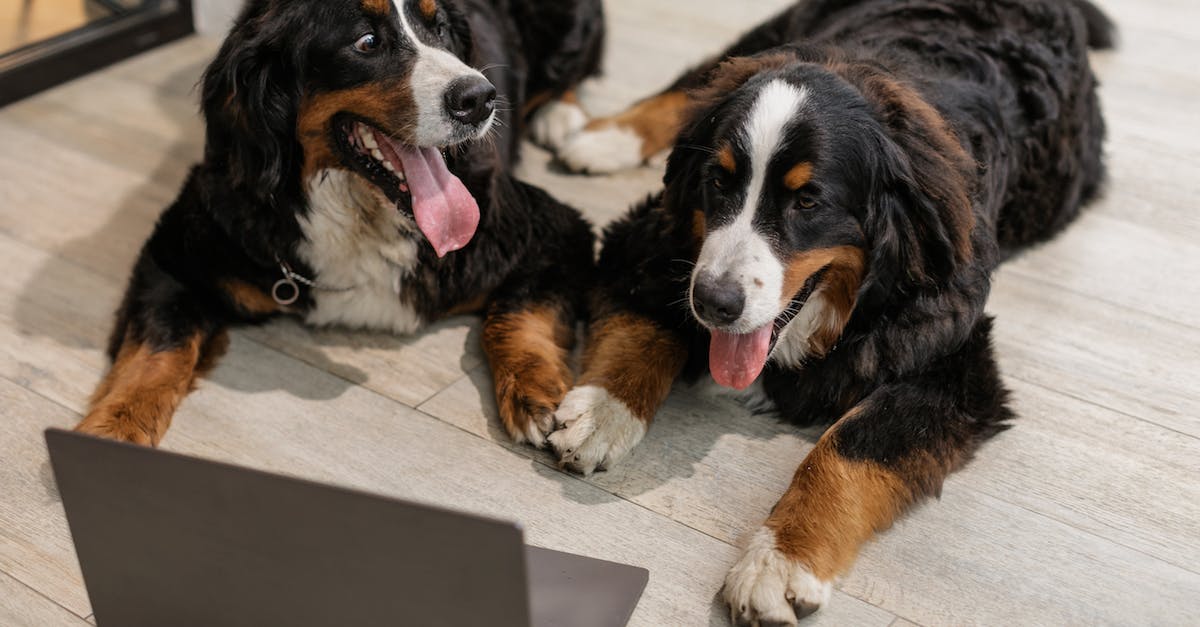 Beating the twins [duplicate] - Two Bernese Mountain Dogs Lying on Floor
