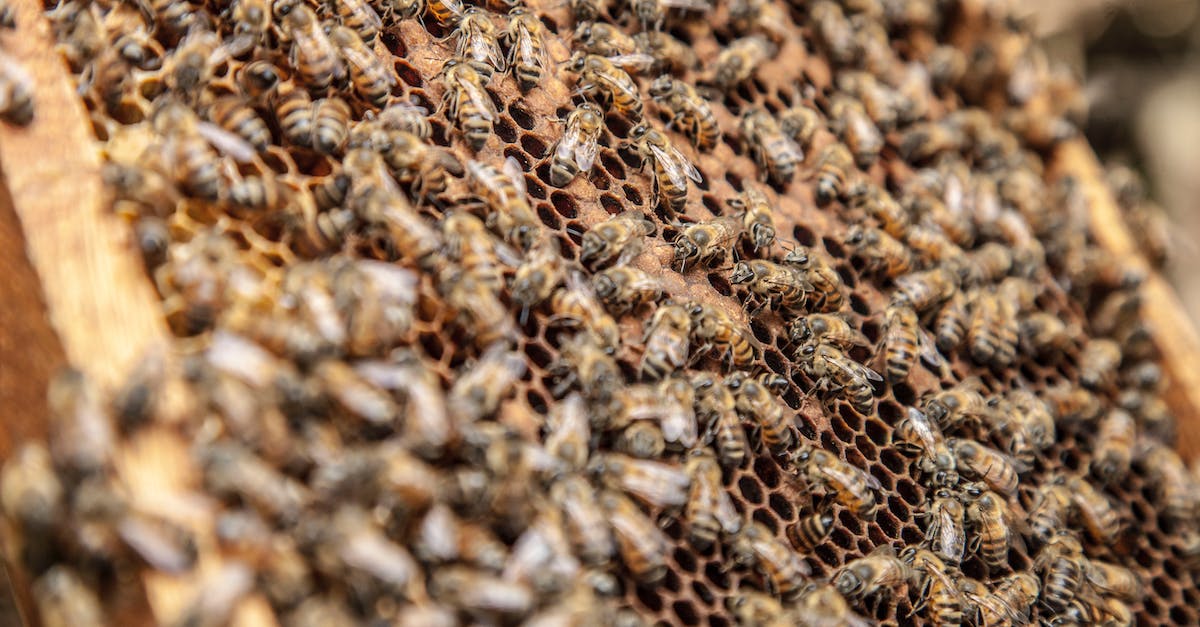 Bee Hives In Terraria - Honeybees laying eggs in honeycombs with hexagonal prismatic wax cells in summer in daylight Bee Hives In Terraria - Honeybees laying eggs in honeycombs with hexagonal prismatic wax cells in summer in daylight